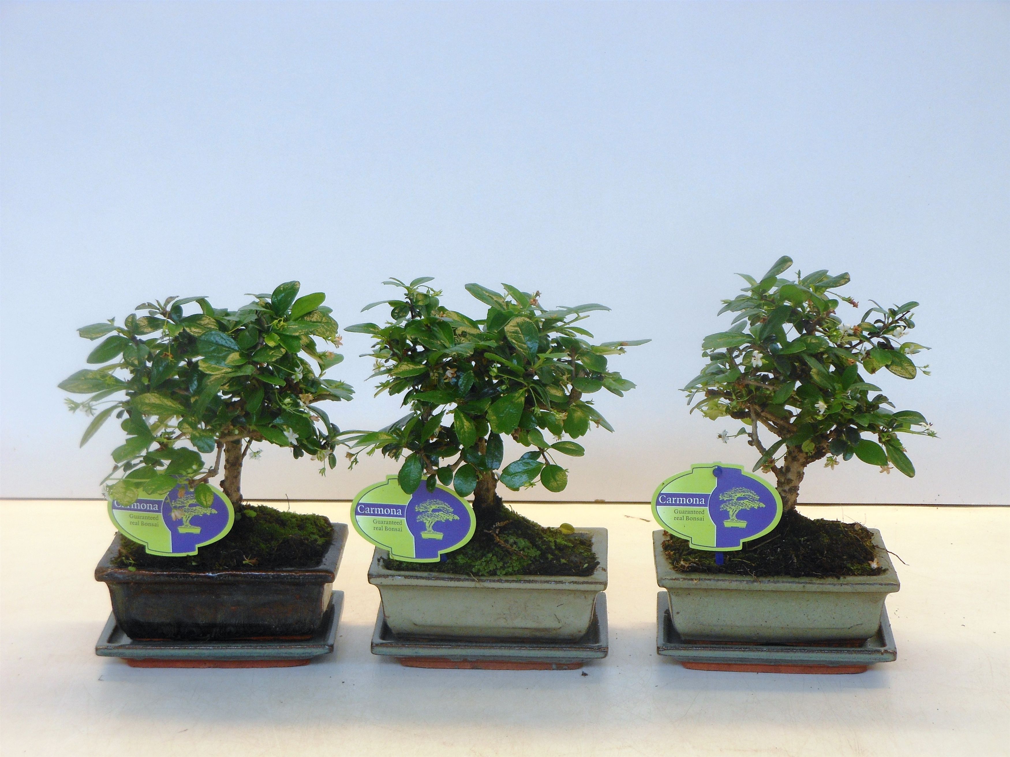 Горшечные цветы и растения оптом Bonsai Carmona Macrophylla Broom With Drip Tray от 10шт из Голландии с доставкой по России