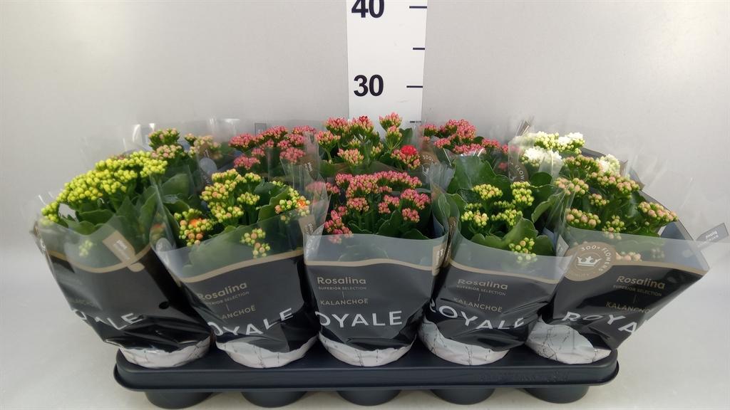 Горшечные цветы и растения оптом Kalanchoe Blos. royaldon ..mix от 10шт из Голландии с доставкой по России