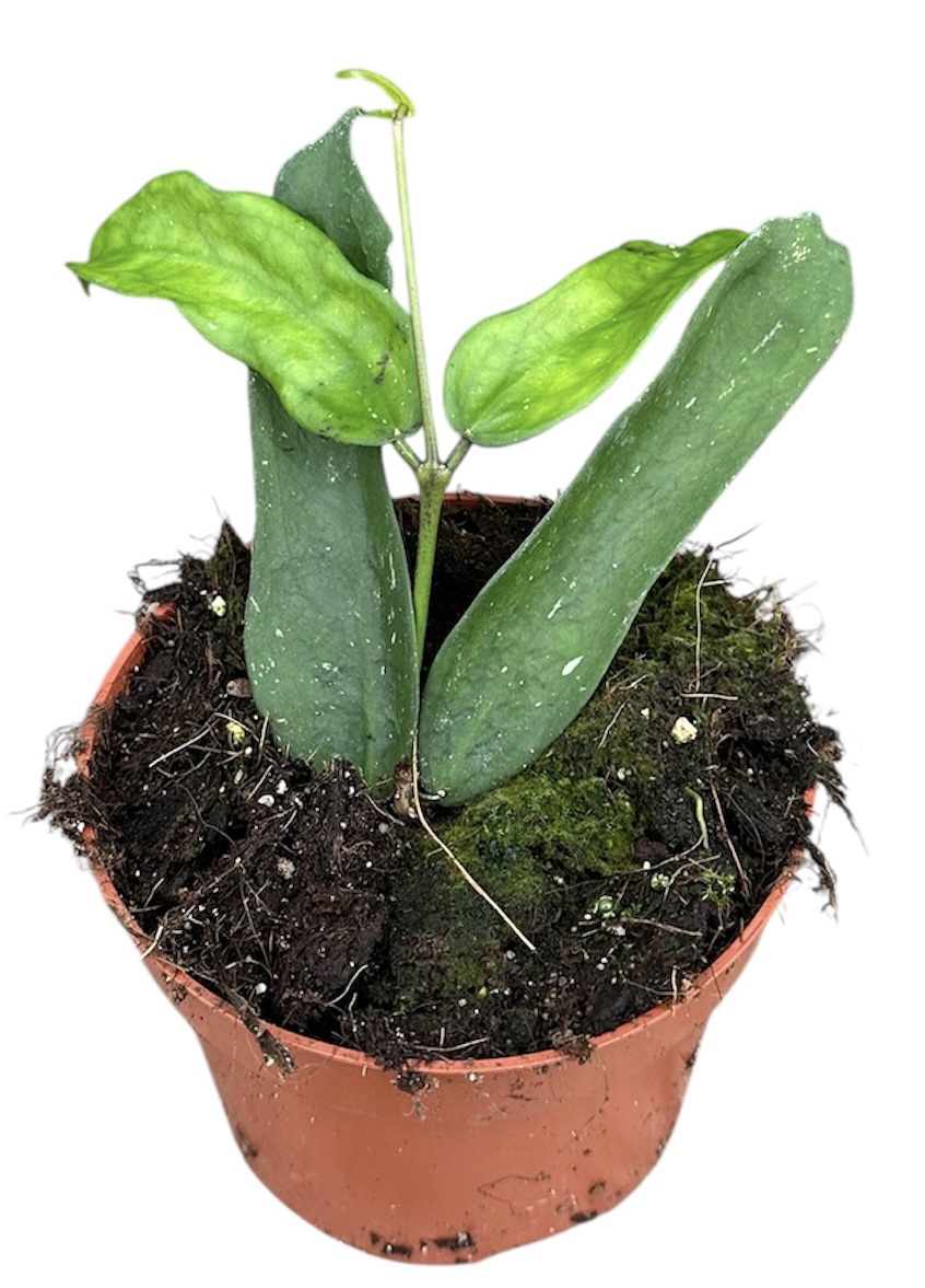 Горшечные цветы и растения оптом Hoya Compacta Mauna Loa от 1шт из Голландии с доставкой по России