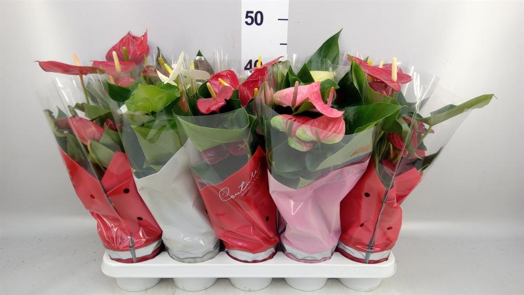 Горшечные цветы и растения оптом Anthurium ...mix 4 от 10шт из Голландии с доставкой по России