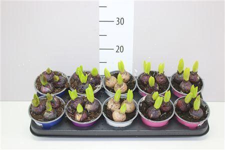 Горшечные цветы и растения оптом Hyacinthus Gemengd 3pp Colourpot от 10шт из Голландии с доставкой по России