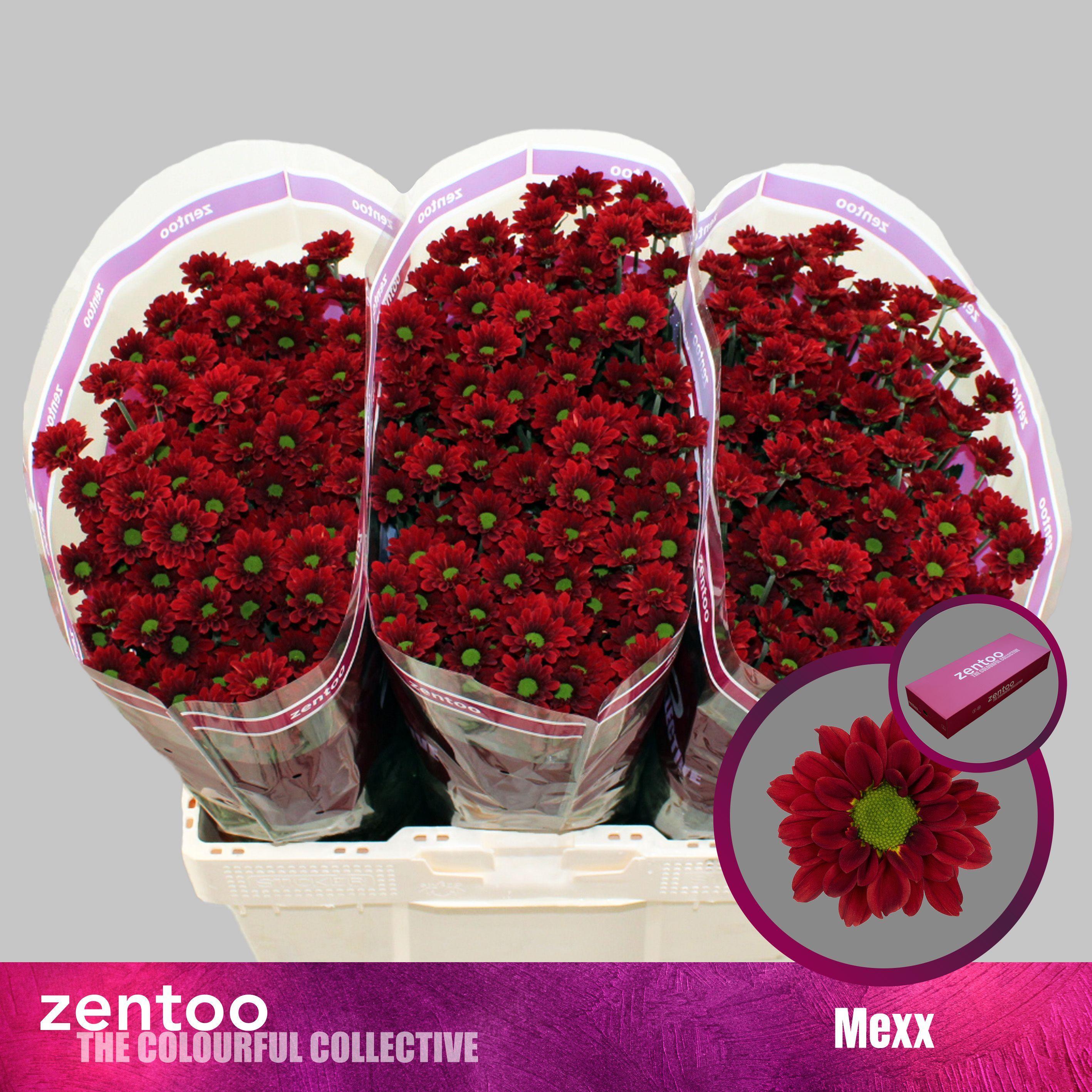 Срезанные цветы оптом Chrys sa mexx от 75шт из Голландии с доставкой по России