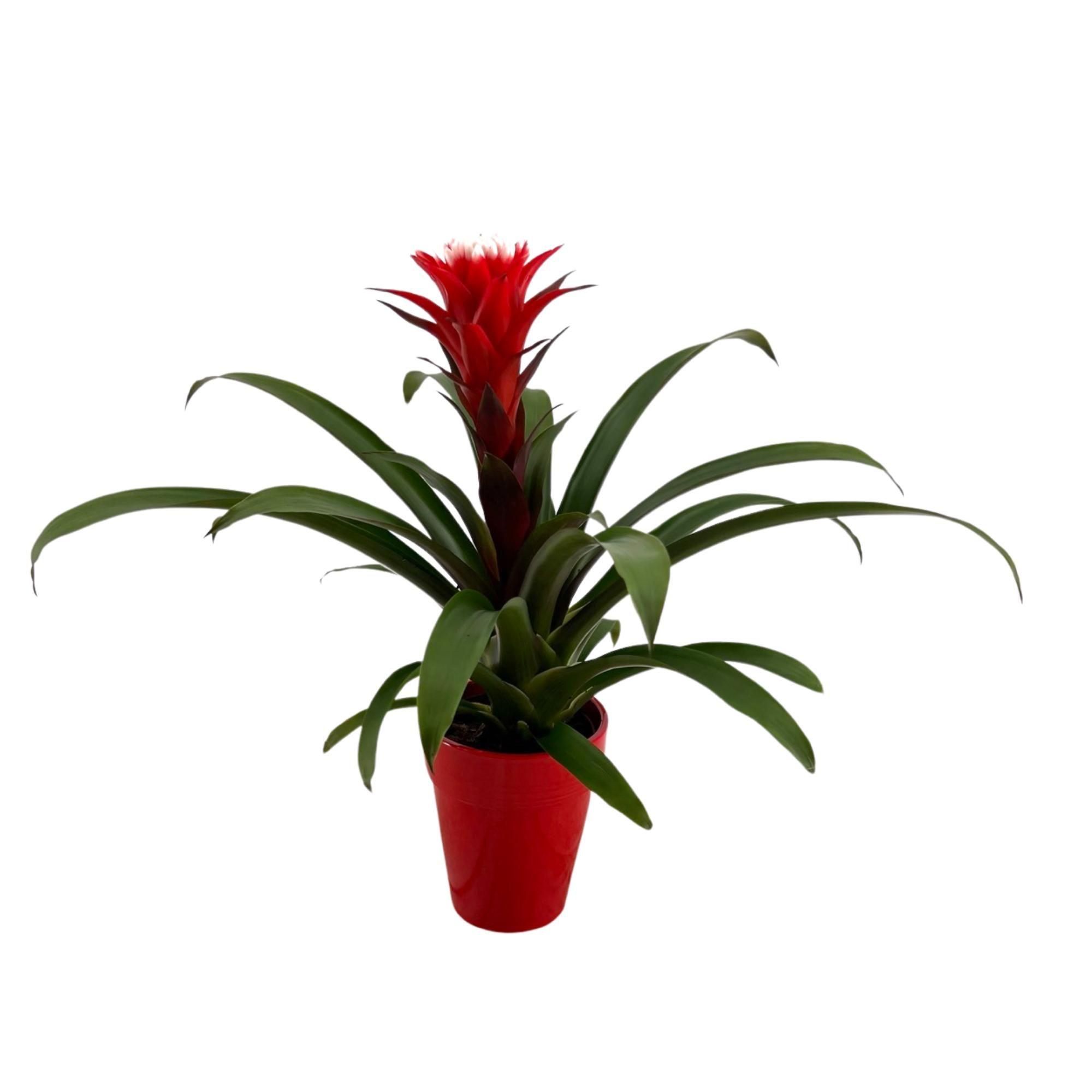 Горшечные цветы и растения оптом Guzmania Hope Ceramic от 6шт из Голландии с доставкой по России