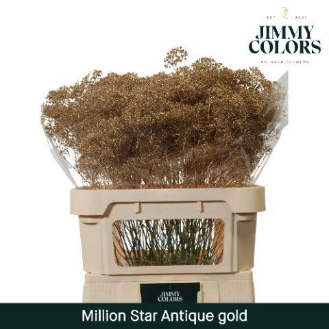 Срезанные цветы оптом Gyps fine paint antique gold от 50шт из Голландии с доставкой по России
