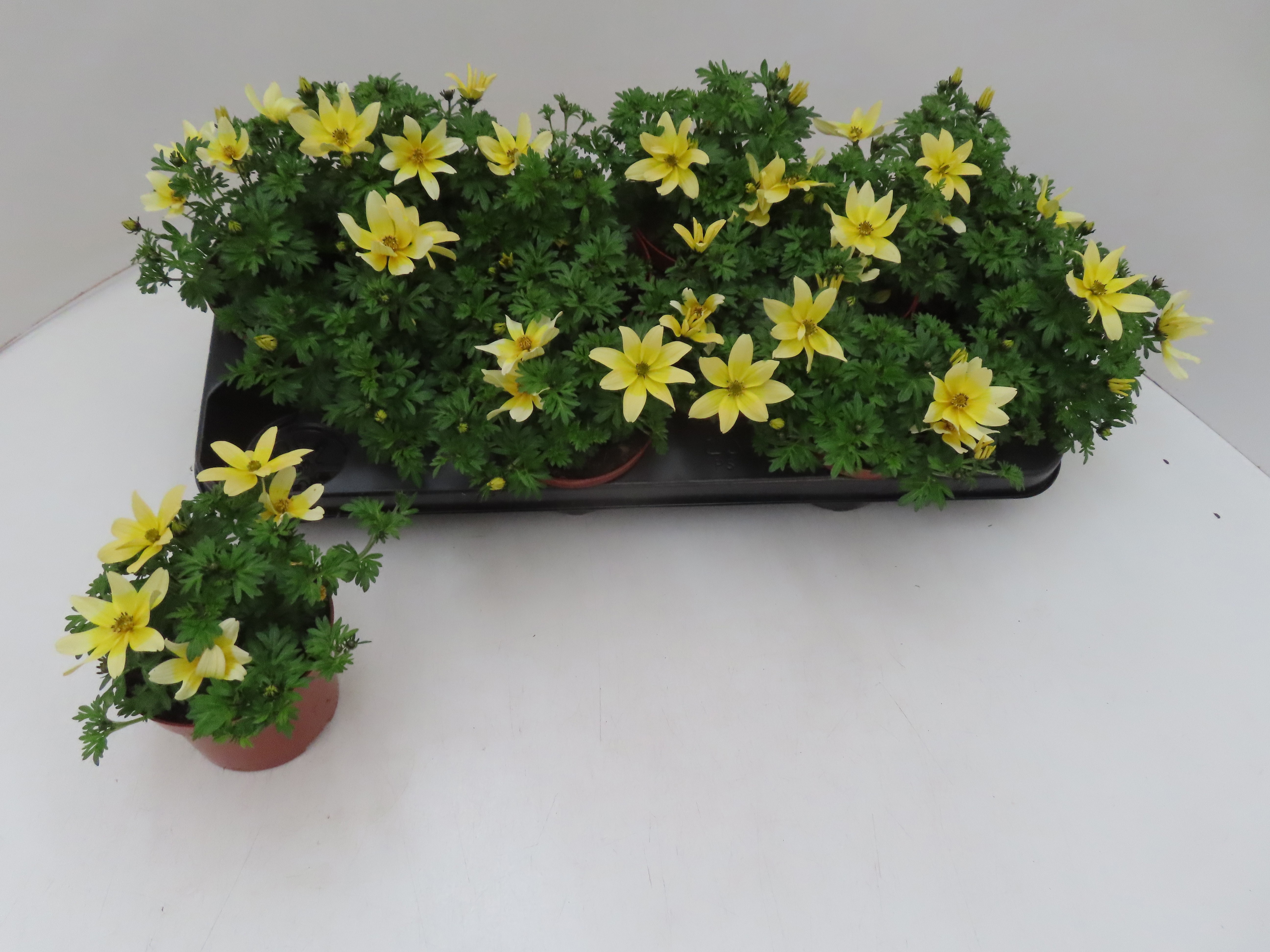 Горшечные цветы и растения оптом Bid Yellow Charm от 12шт из Голландии с доставкой по России