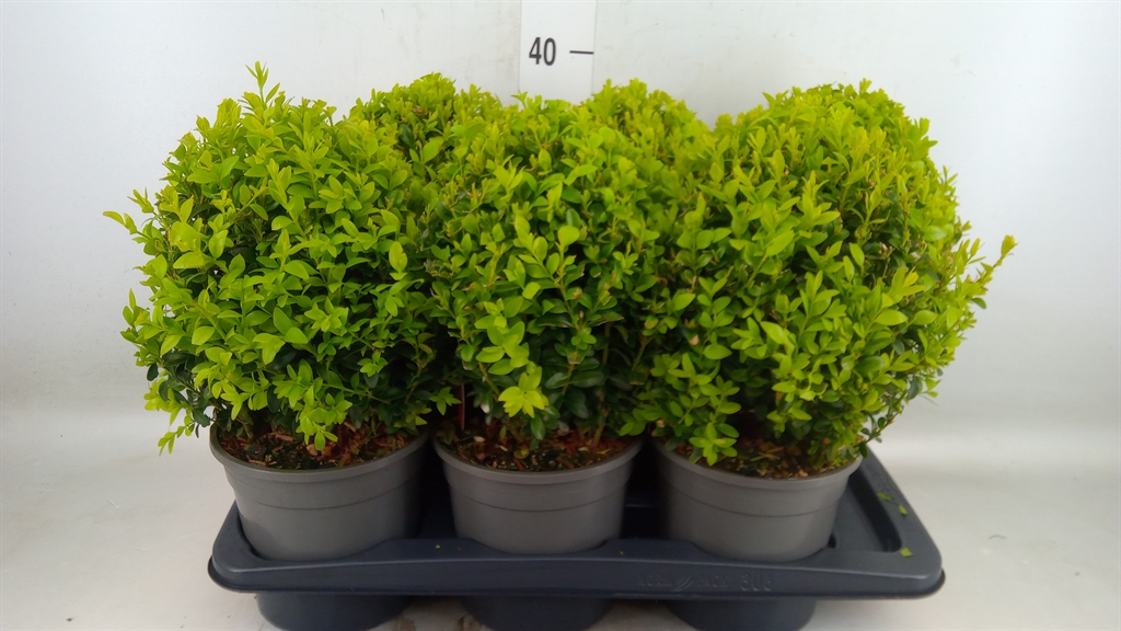 Горшечные цветы и растения оптом Buxus Semp.   ... от 6шт из Голландии с доставкой по России
