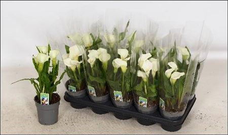 Горшечные цветы и растения оптом Zant Capt Fresco 3+ от 10шт из Голландии с доставкой по России Горшечные цветы и растения оптом Zant Capt Fresco 3+ от 10шт из Голландии с доставкой по России