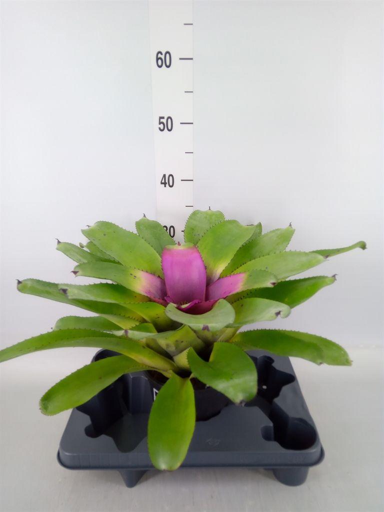 Горшечные цветы и растения оптом Neoregelia   ... от 1шт из Голландии с доставкой по России