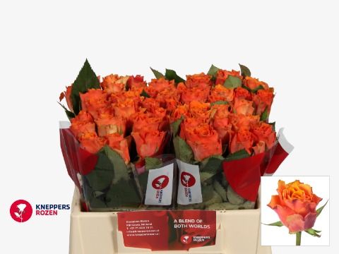 Срезанные цветы оптом Rosa large arancio от 50шт. из Голландии с доставкой по России