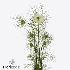 Срезанные цветы оптом Nigella bridal white от 100шт из Голландии с доставкой по России