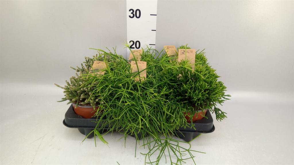 Горшечные цветы и растения оптом Rhipsalis ...mix от 6шт из Голландии с доставкой по России