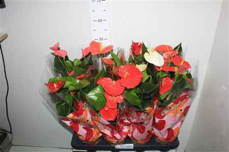 Горшечные цветы и растения оптом Anthu An Gem 4 Kl 5+ от 8шт из Голландии с доставкой по России