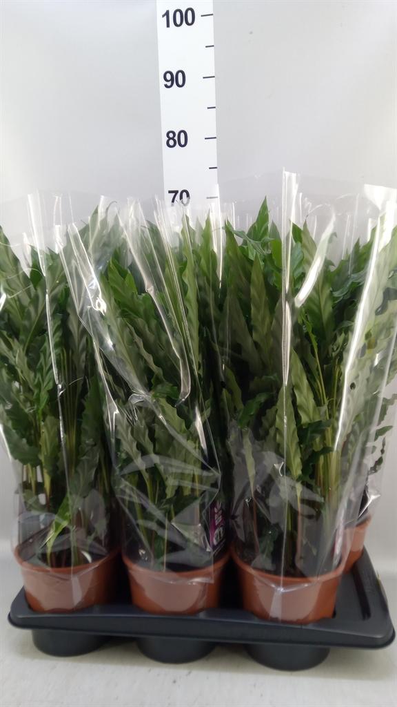 Горшечные цветы и растения оптом Calathea Rufibarba blue Grass от 6шт из Голландии с доставкой по России