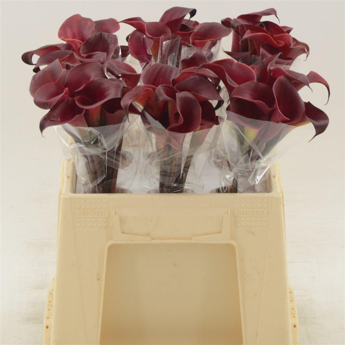 Срезанные цветы оптом Zantedeschia red charm от 60шт из Голландии с доставкой по России