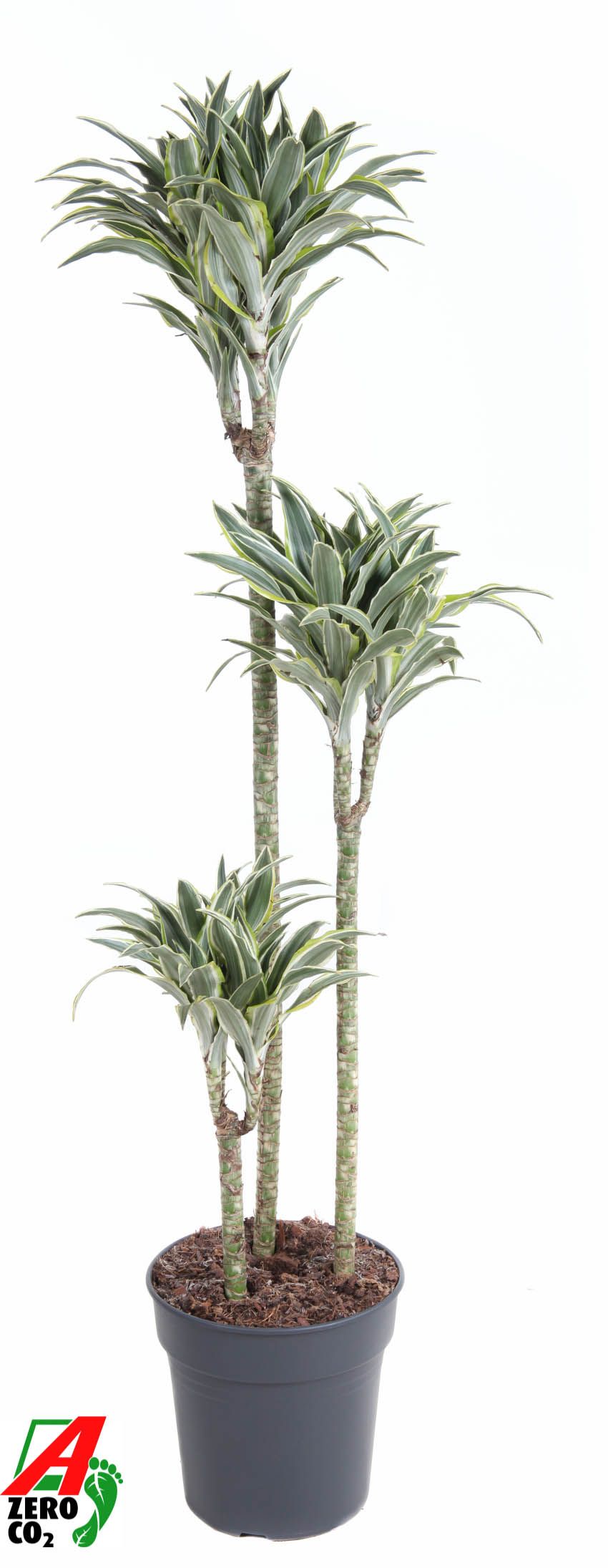 Горшечные цветы и растения оптом Drac Surprise 90-60-30 от 1шт из Голландии с доставкой по России