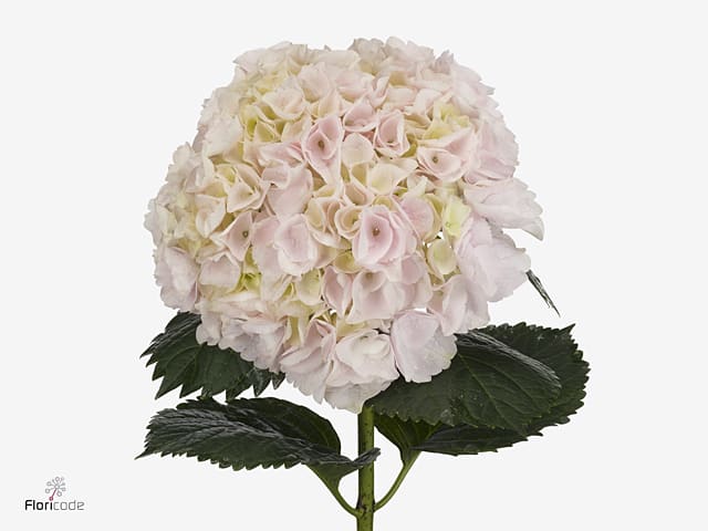Срезанные цветы оптом Hydrangea my beautiful pink touch от 10шт. из Голландии с доставкой по России