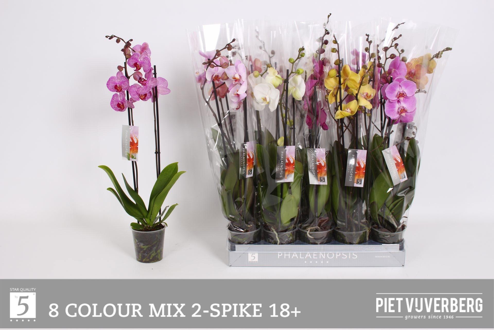 Горшечные цветы и растения оптом Phal Gem 8 Kl от 10шт из Голландии с доставкой по России