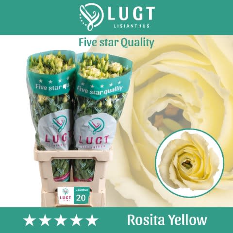 Срезанные цветы оптом Lisianthus do rosita yellow от 20шт. из Голландии с доставкой по России