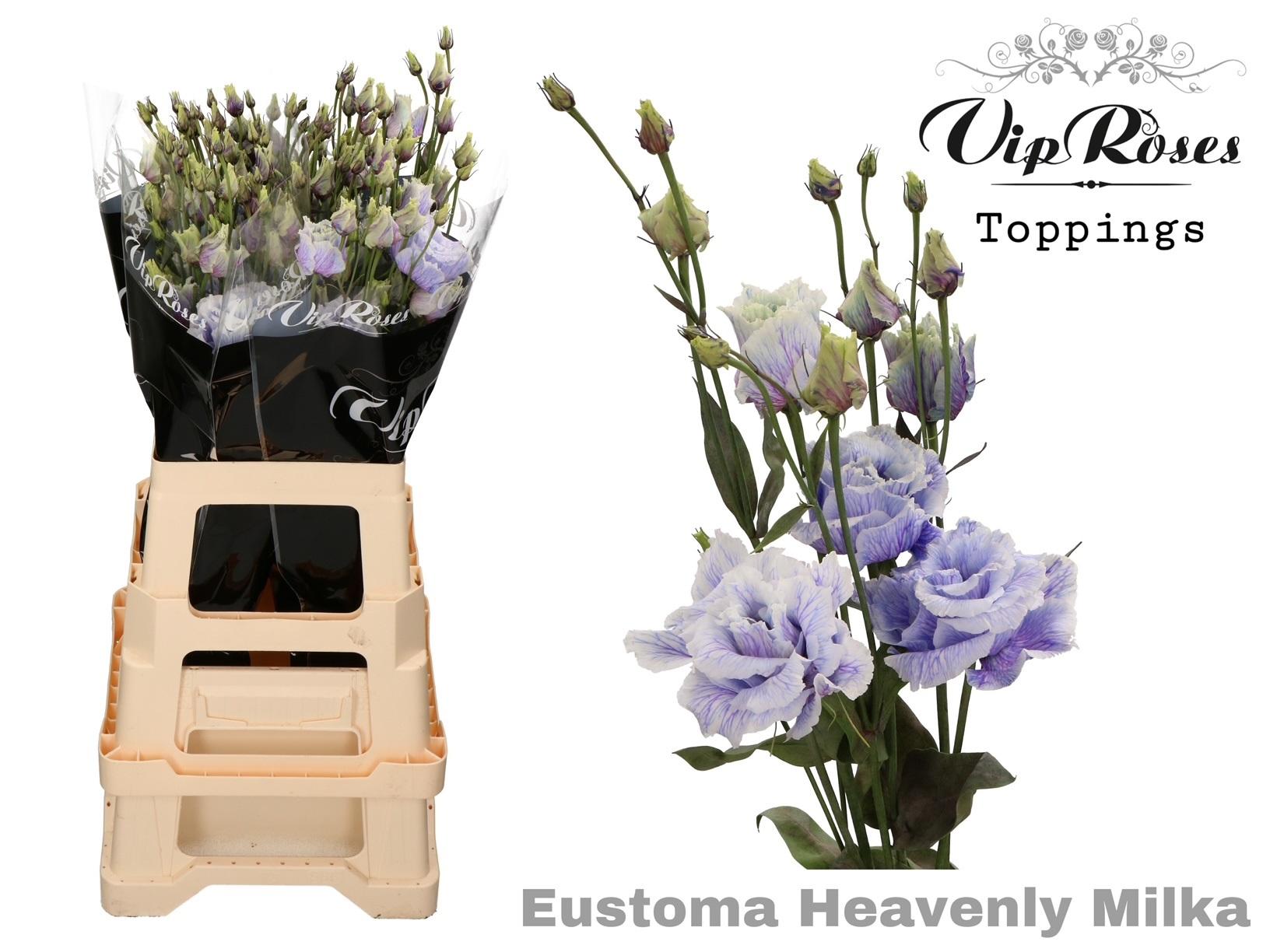 Срезанные цветы оптом Lisianthus do paint heavenly milka от 20шт. из Голландии с доставкой по России