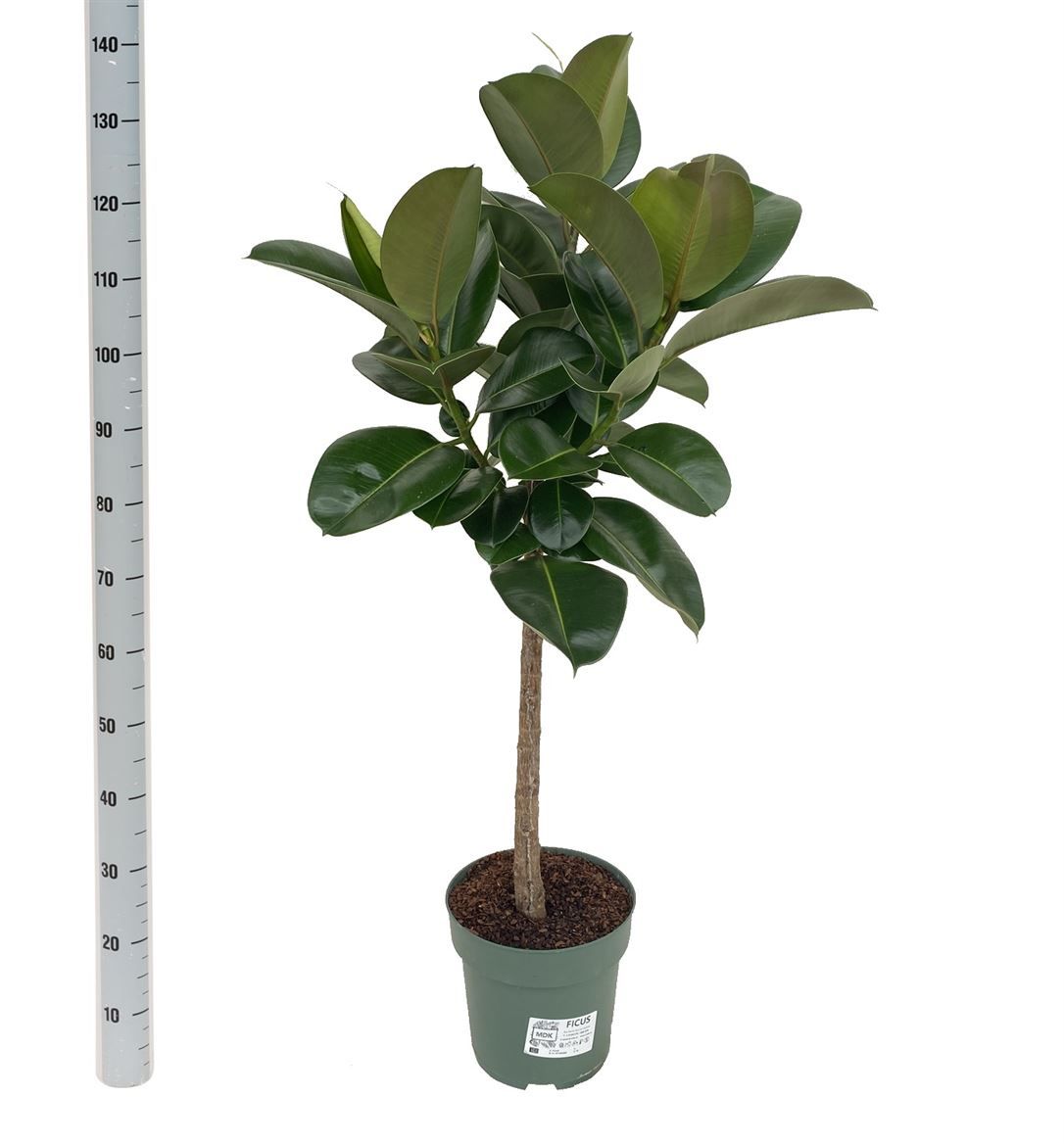 Горшечные цветы и растения оптом Ficus El Makana On Stem от 1шт из Голландии с доставкой по России