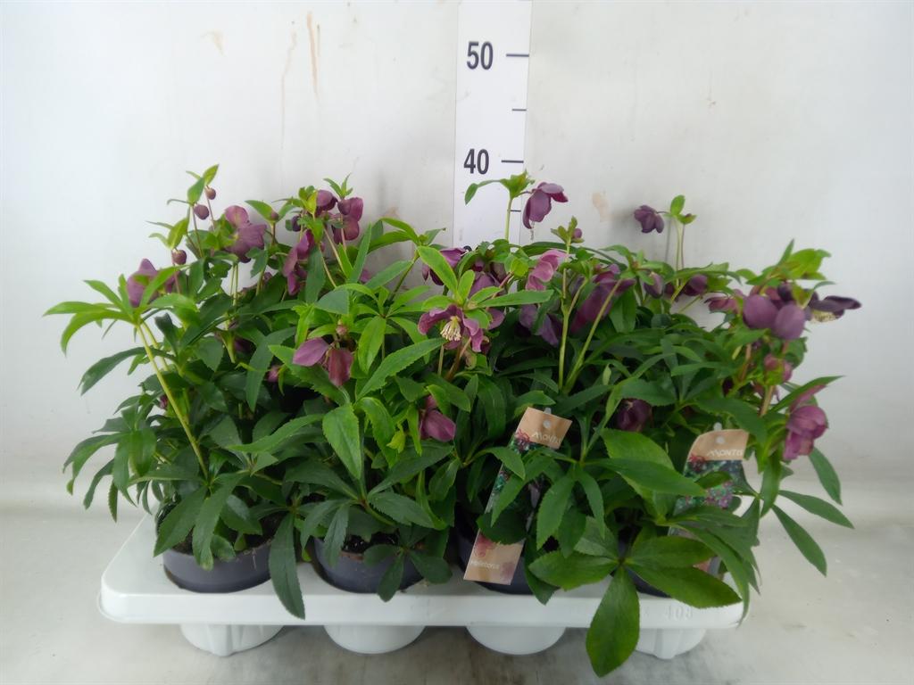 Горшечные цветы и растения оптом Helleborus Ori. от 8шт из Голландии с доставкой по России