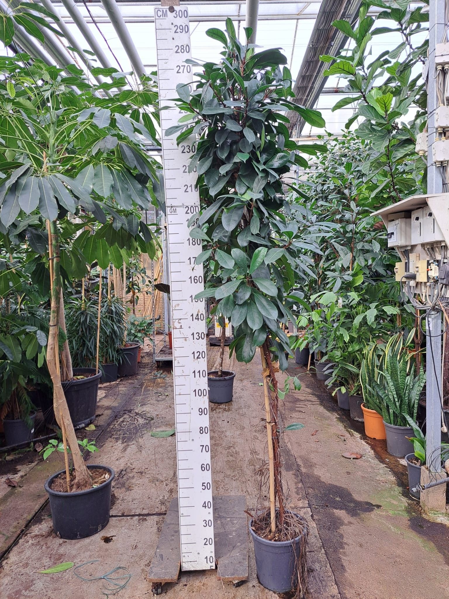 Горшечные цветы и растения оптом Ficus Cyathistipula Twisted Stam от 1шт из Голландии с доставкой по России