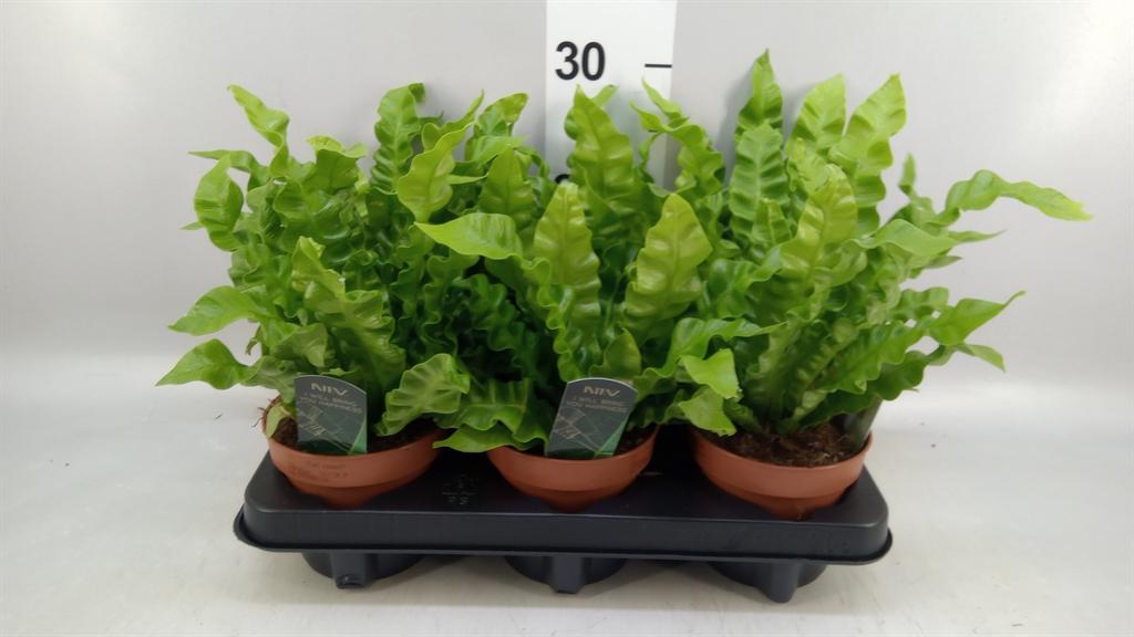 Горшечные цветы и растения оптом Asplenium Nidus crispy Wave от 6шт из Голландии с доставкой по России