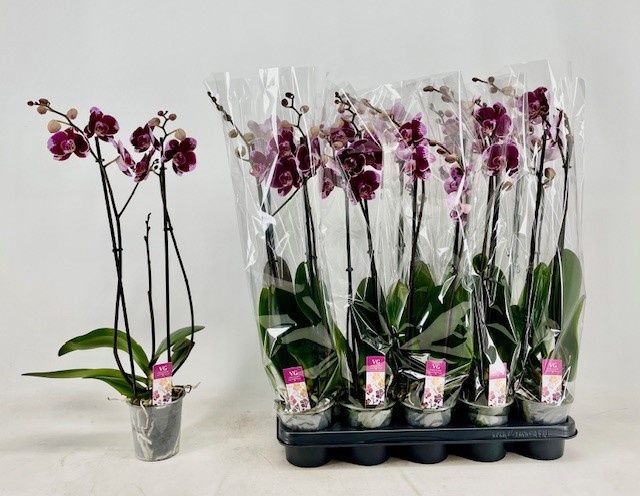 Горшечные цветы и растения оптом Phal Ov Rood от 10шт из Голландии с доставкой по России