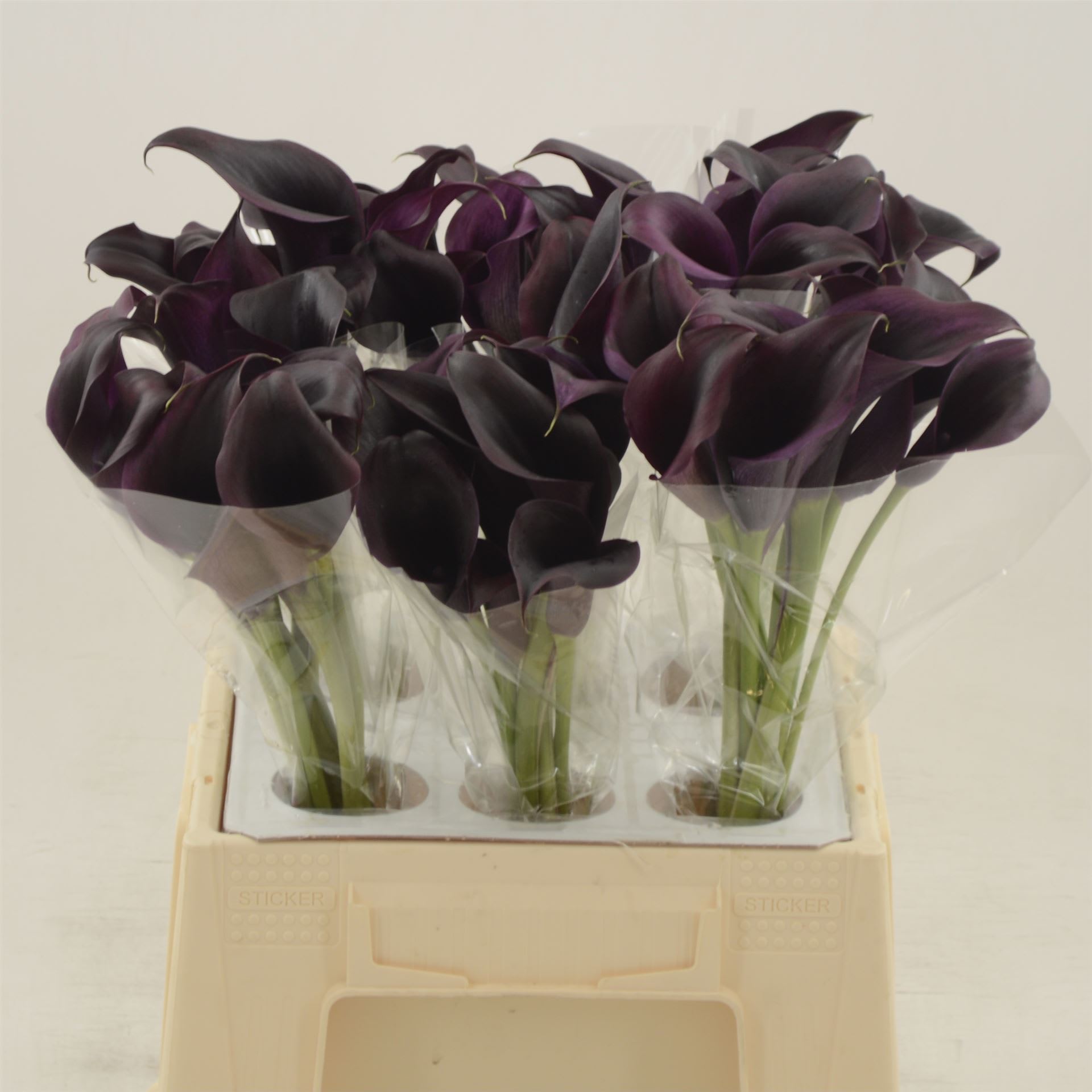 Срезанные цветы оптом Zantedeschia odessa от 60шт из Голландии с доставкой по России