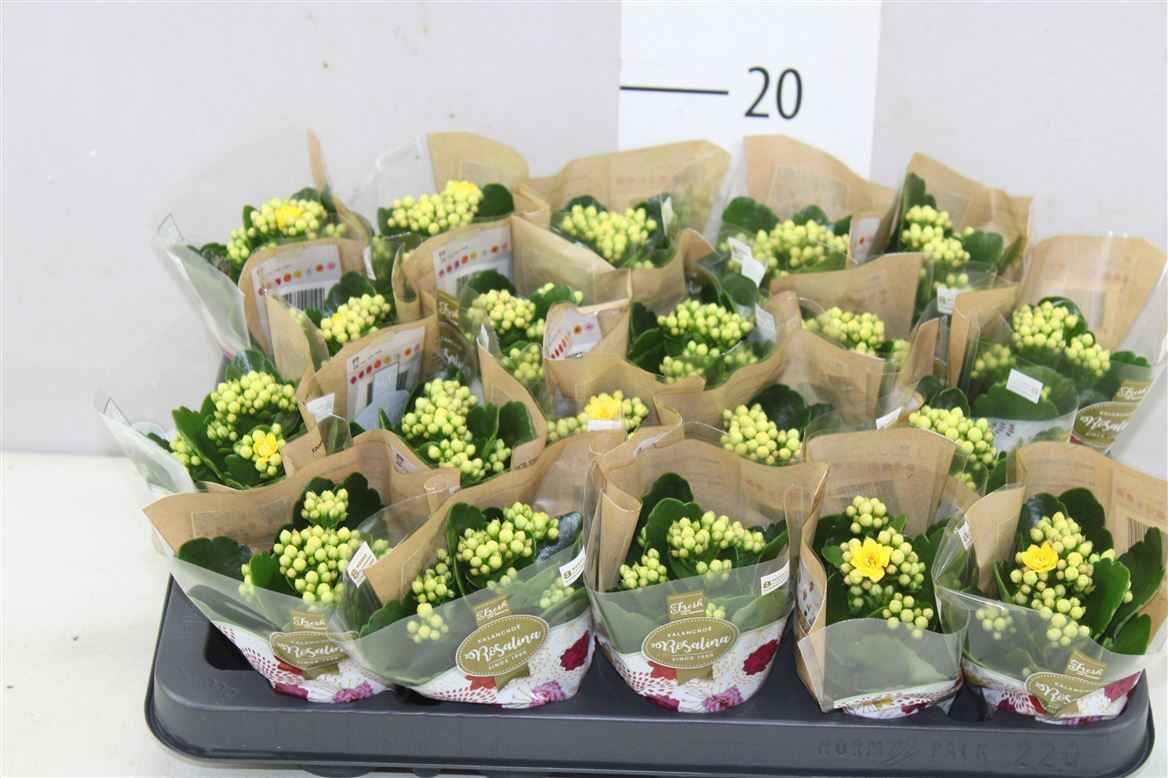 Горшечные цветы и растения оптом Kalanchoe Rosalina Geel от 20шт из Голландии с доставкой по России