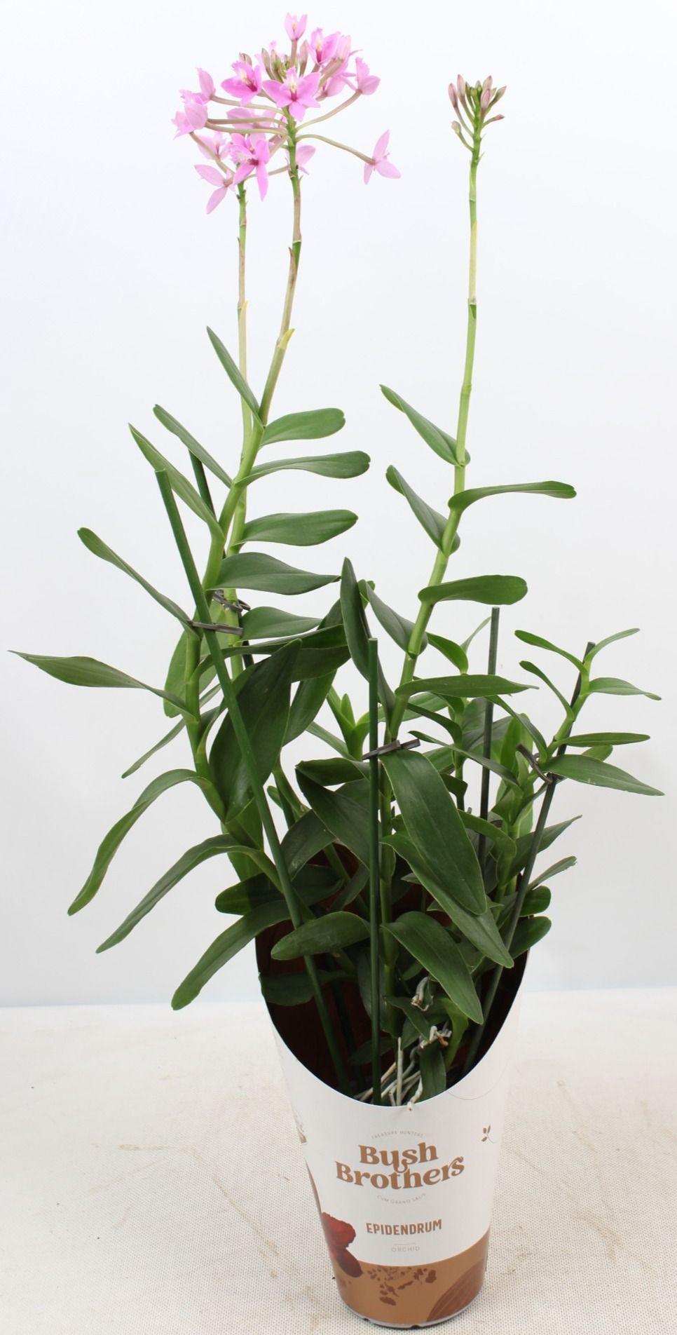 Горшечные цветы и растения оптом Epidendrum 3st Pink от 6шт из Голландии с доставкой по России