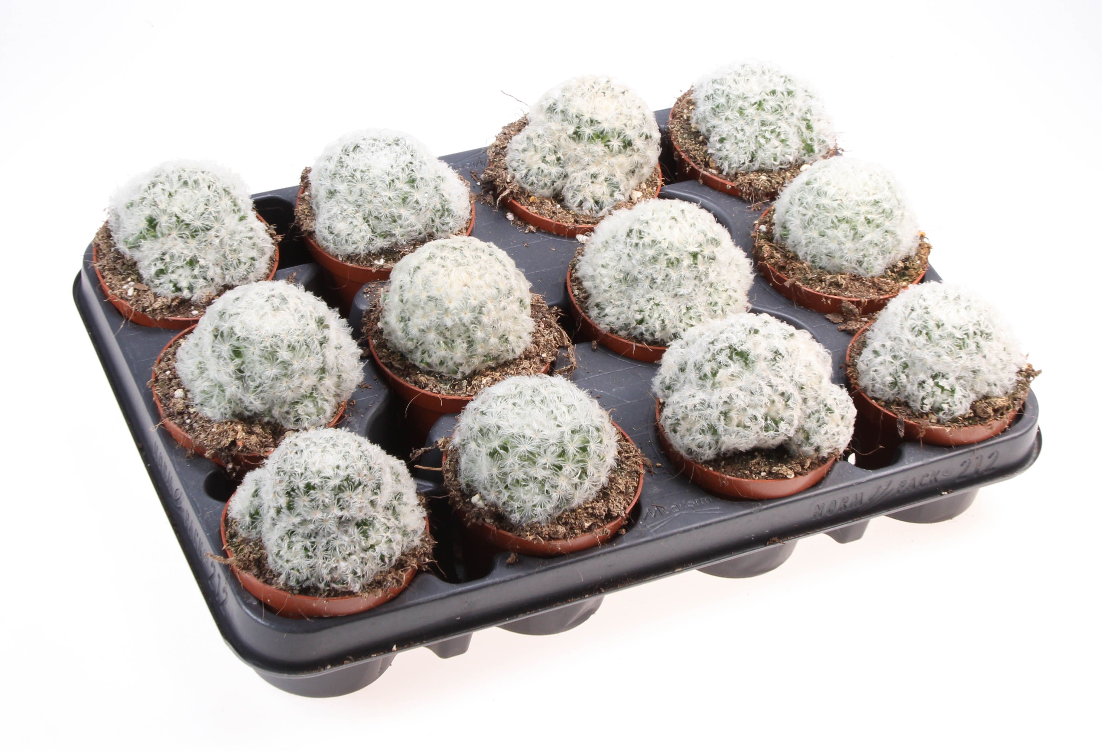 Горшечные цветы и растения оптом Mammillaria Plumosa от 12шт (для телеги) из Голландии с доставкой по России
