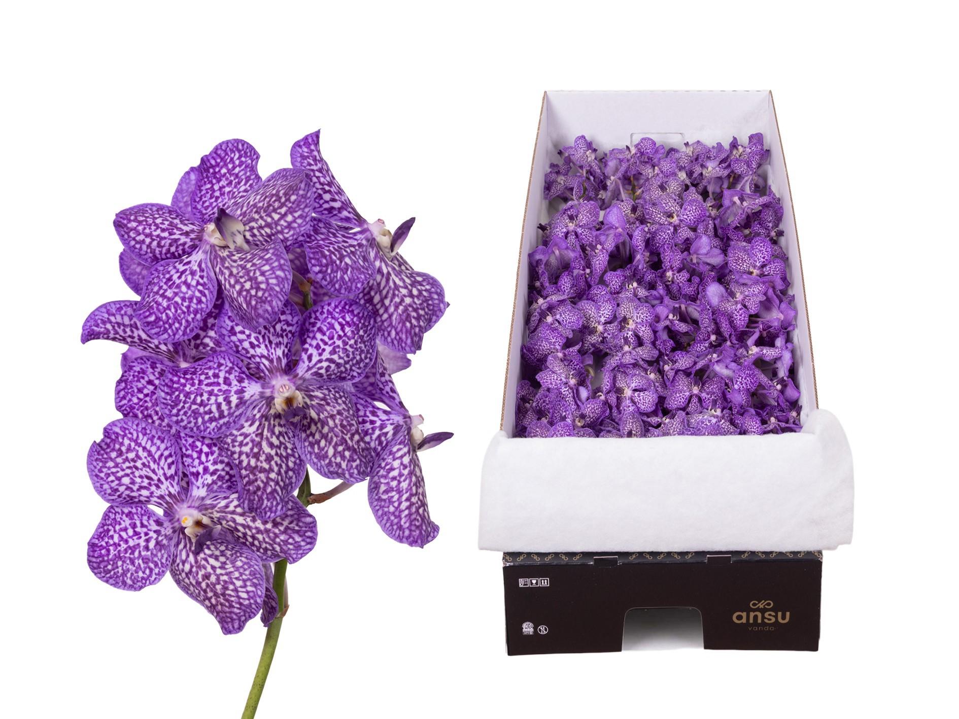 Срезанные цветы оптом Vanda violet inc A от 12шт из Голландии с доставкой по России