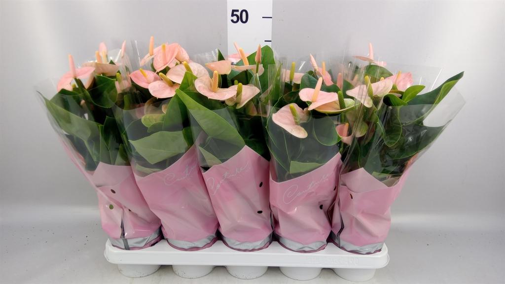 Горшечные цветы и растения оптом Anthurium Andr. spirit A от 10шт из Голландии с доставкой по России
