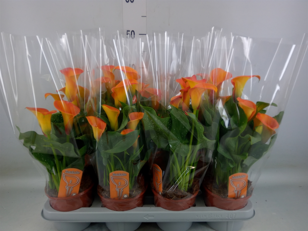 Горшечные цветы и растения оптом Zantedeschia   ... от 7шт из Голландии с доставкой по России