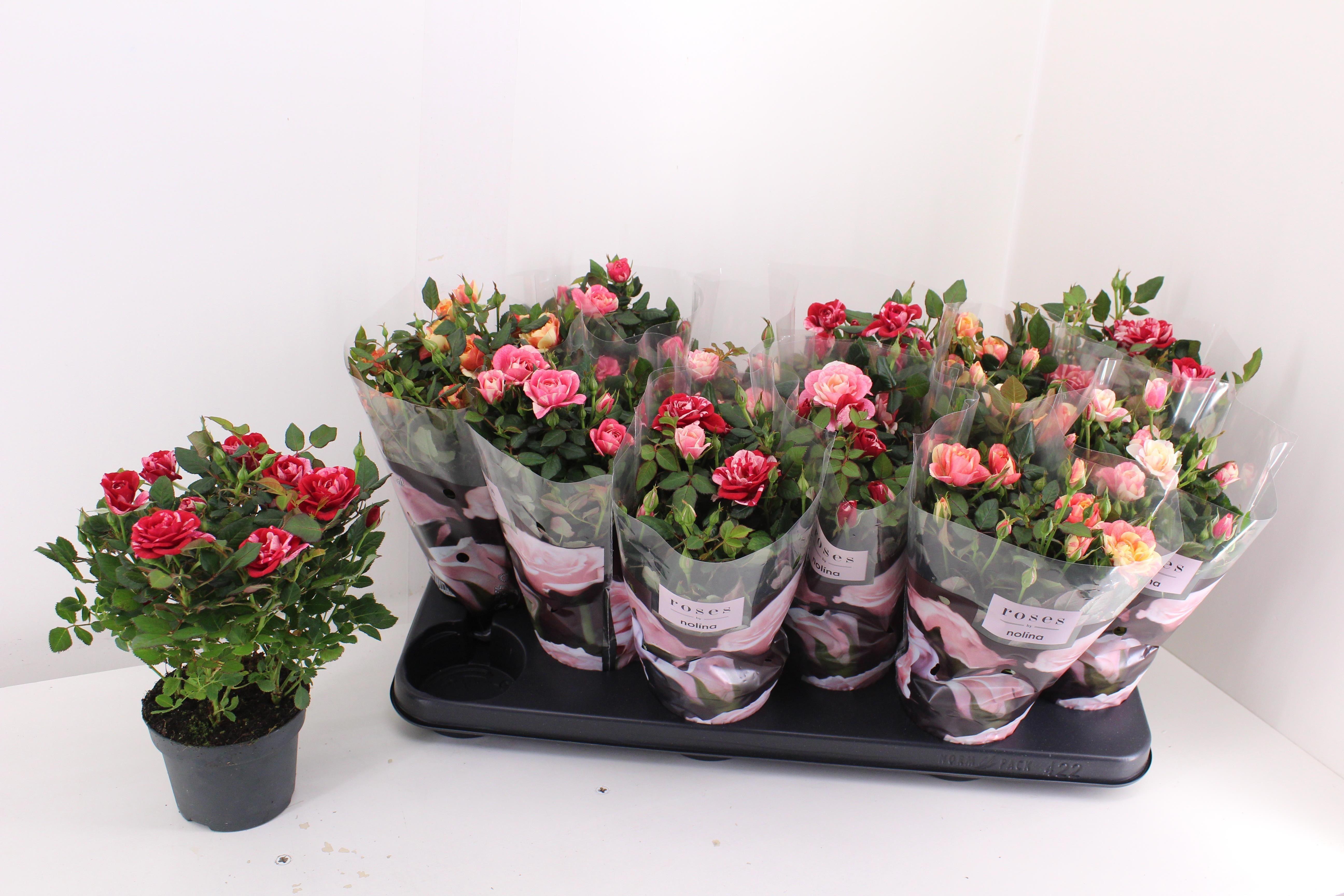 Горшечные цветы и растения оптом Ro Victory Gem от 12шт из Голландии с доставкой по России