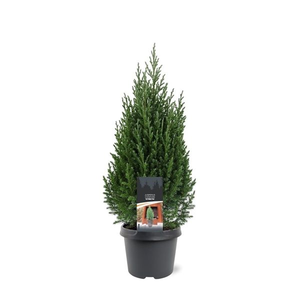 Горшечные цветы и растения оптом Juniperus Chin Stricta от 1шт из Голландии с доставкой по России