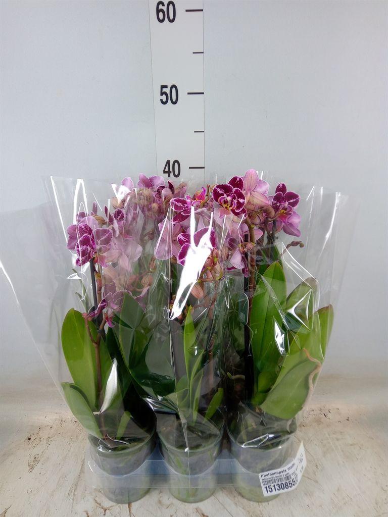 Горшечные цветы и растения оптом Phalaenopsis Multi.   ... от 6шт (для телеги) из Голландии с доставкой по России