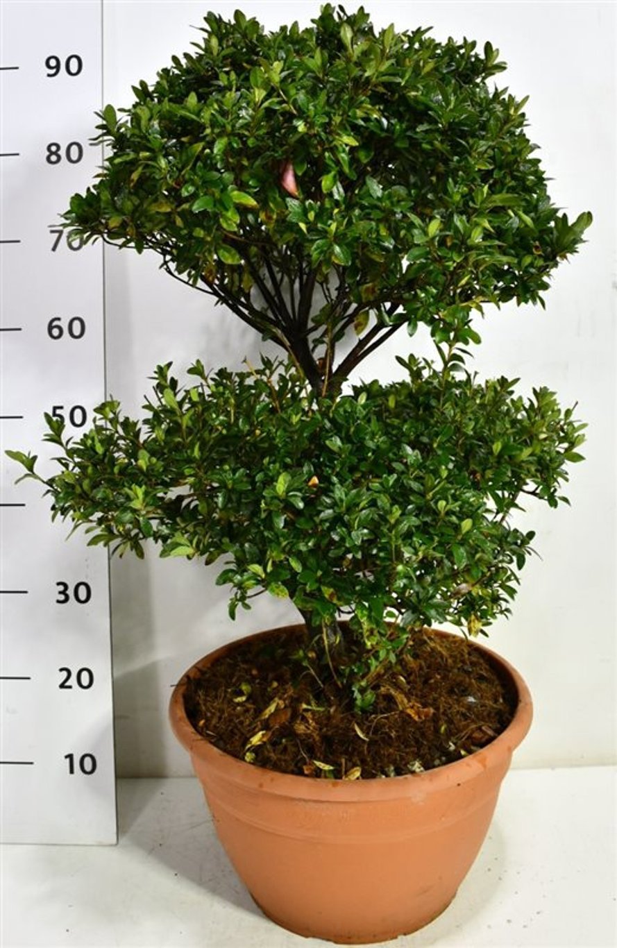 Горшечные цветы и растения оптом Rhododendron (aj) Sylvester от 1шт из Голландии с доставкой по России