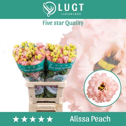 Срезанные цветы оптом Lisianthus do alissa peach от 20шт. из Голландии с доставкой по России