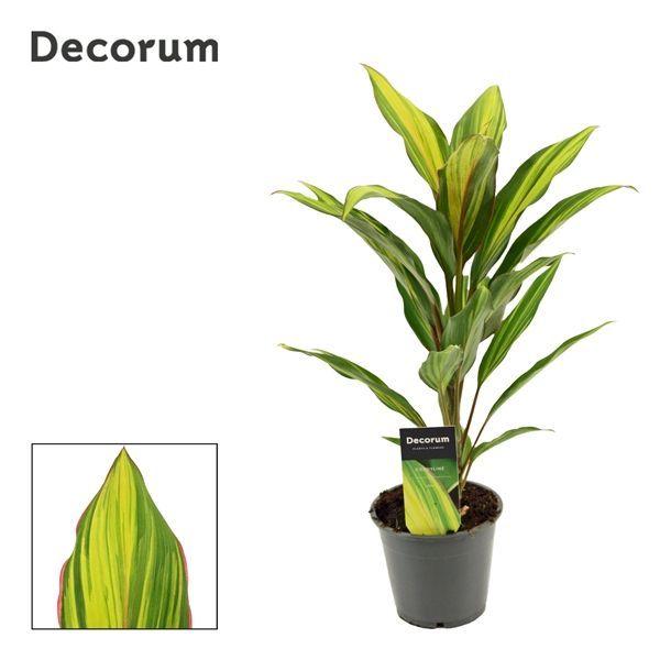 Горшечные цветы и растения оптом Cordyline Kiwi (decorum) от 10шт из Голландии с доставкой по России