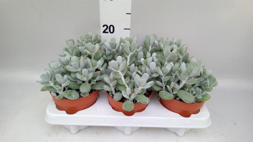 Горшечные цветы и растения оптом Cotyledon coral от 6шт из Голландии с доставкой по России