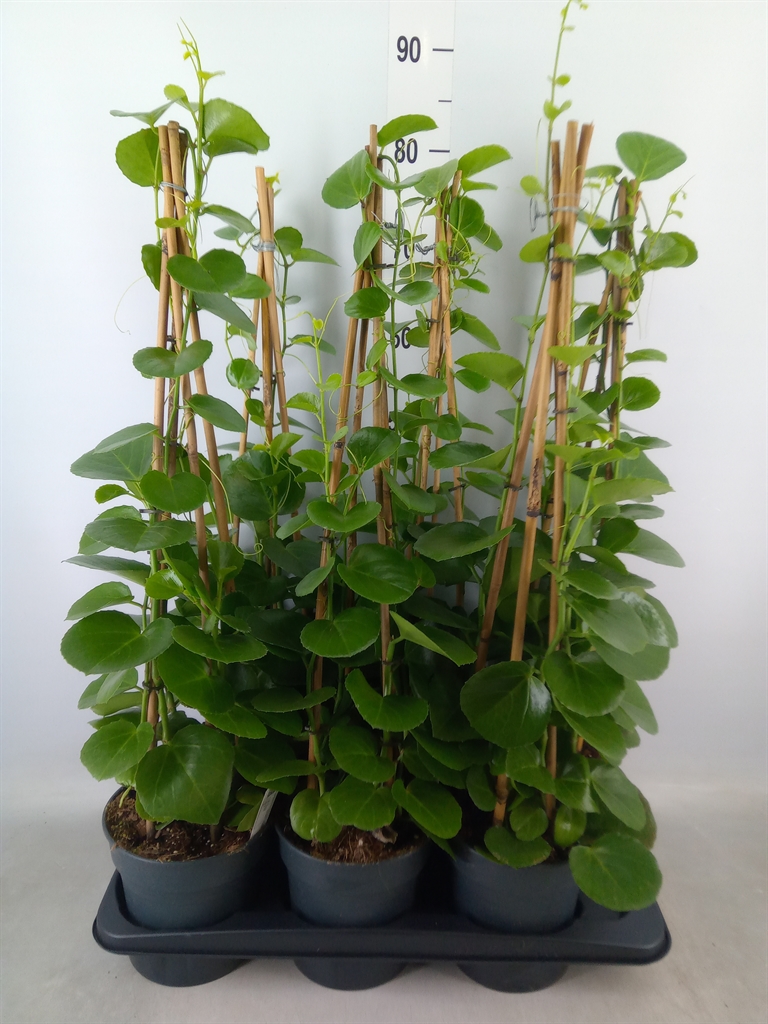 Горшечные цветы и растения оптом Cissus Rotundifolia от 6шт из Голландии с доставкой по России