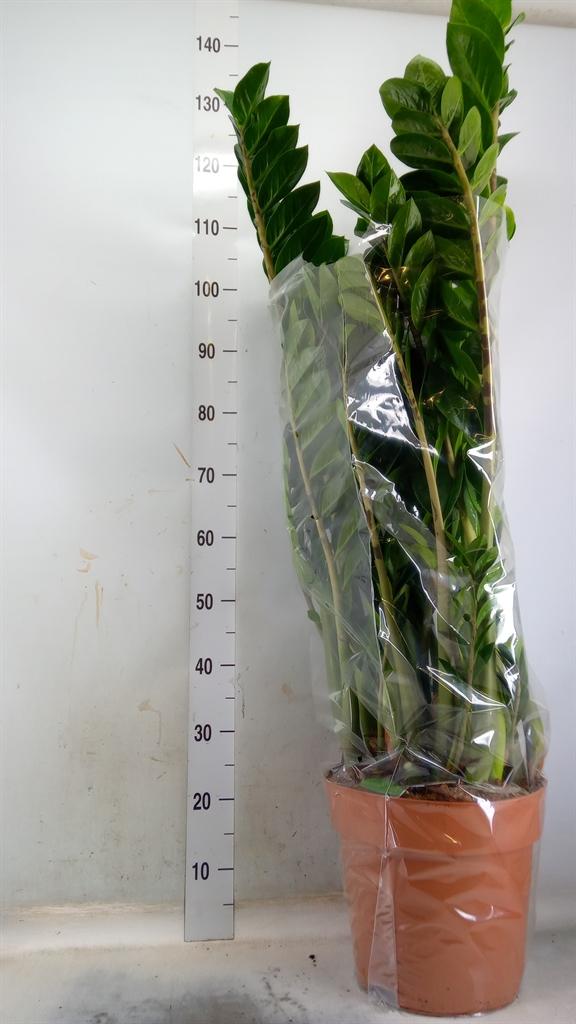 Горшечные цветы и растения оптом Zamioculcas Zamiifolia от 1шт из Голландии с доставкой по России