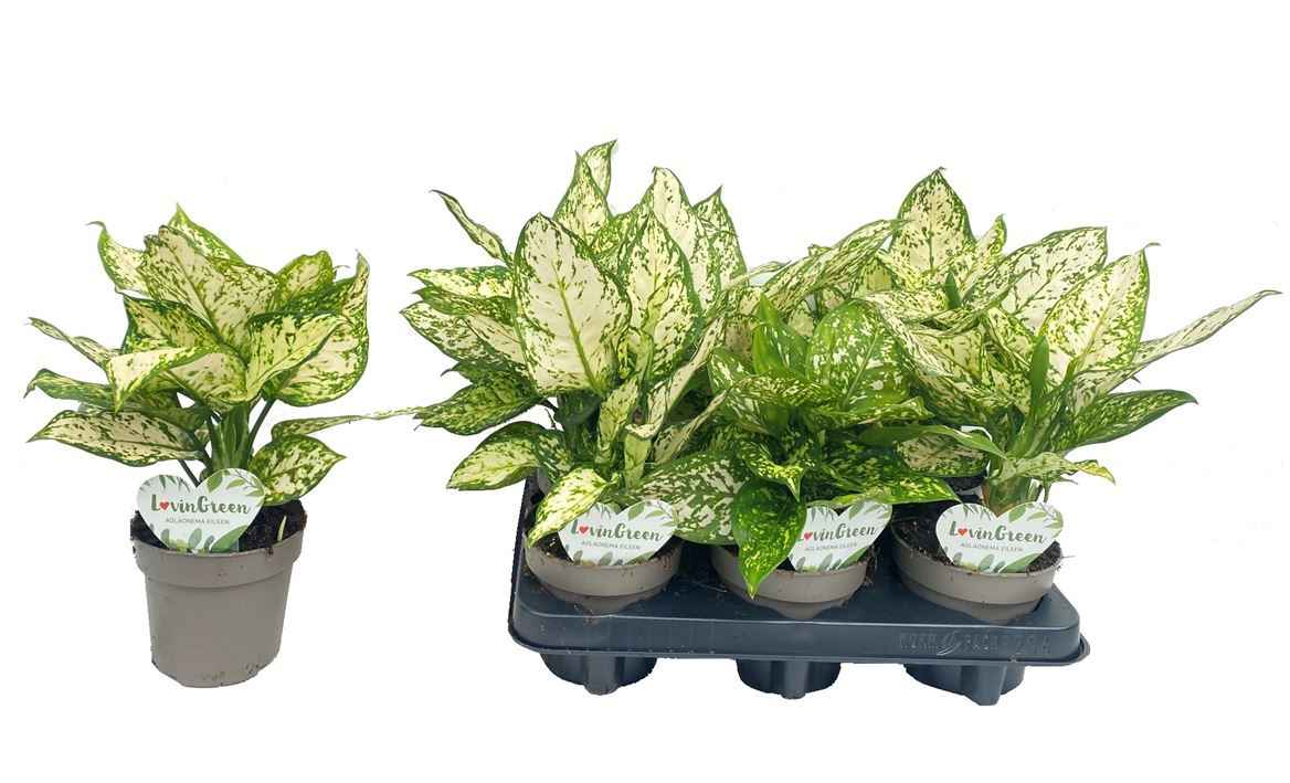 Горшечные цветы и растения оптом Aglaonema White от 6шт из Голландии с доставкой по России