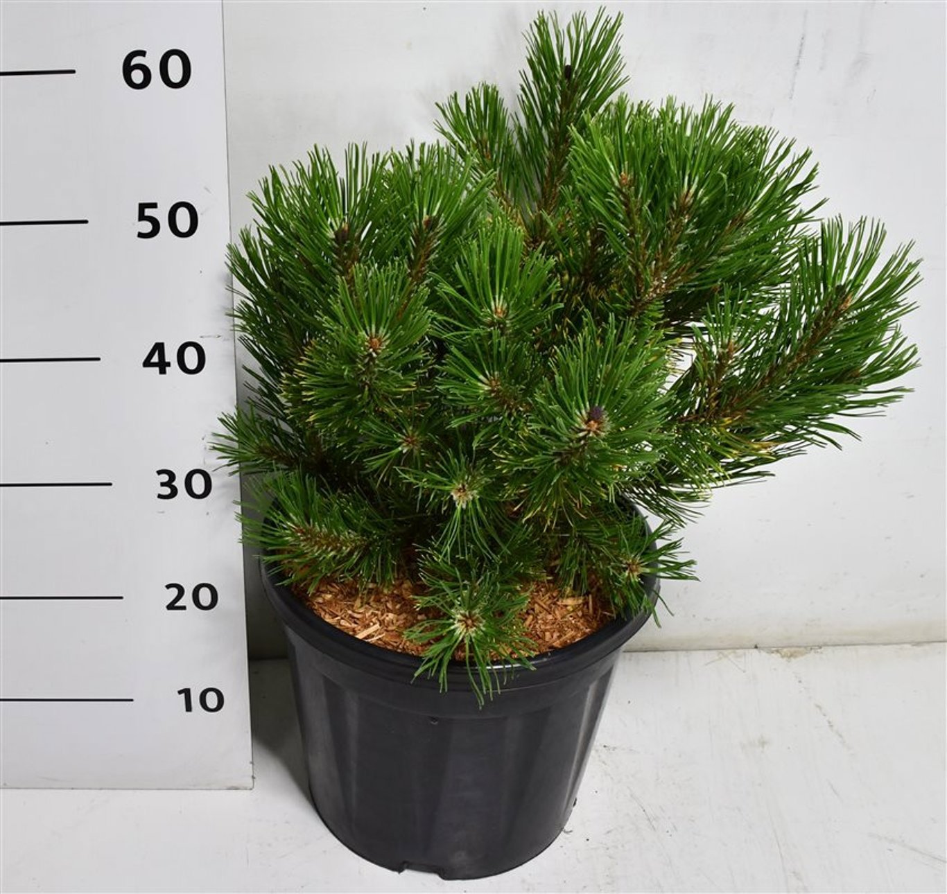 Горшечные цветы и растения оптом Pinus Mugo Winter Gold от 1шт из Голландии с доставкой по России