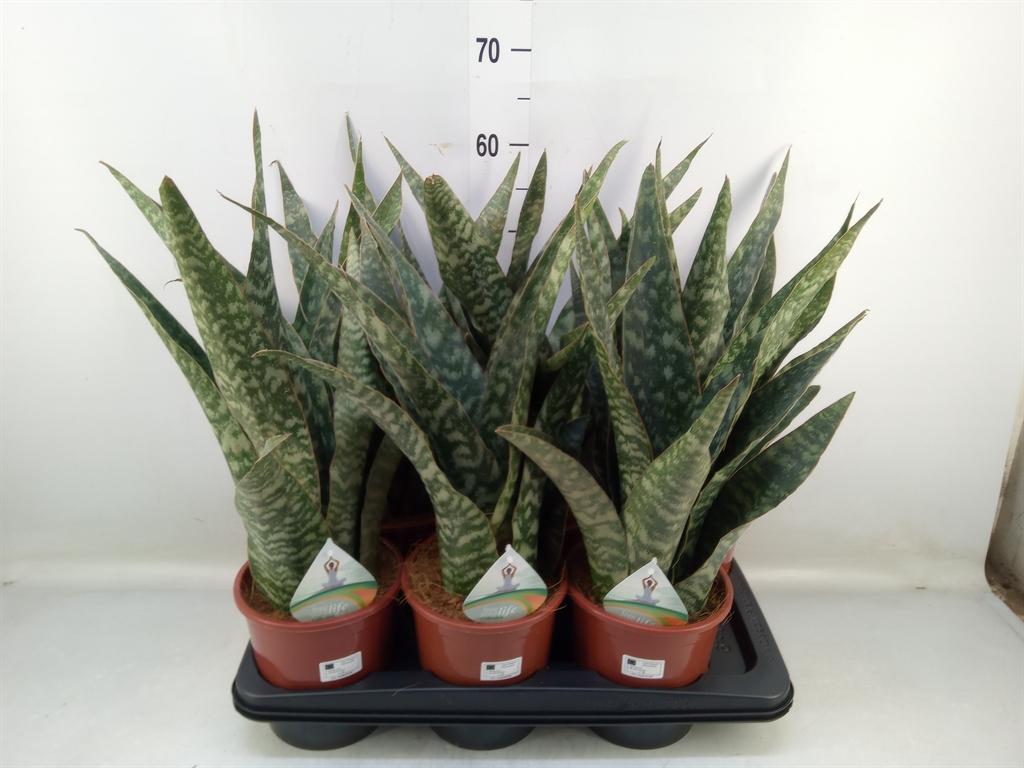 Горшечные цветы и растения оптом Sansevieria Trifa.   ... от 6шт из Голландии с доставкой по России