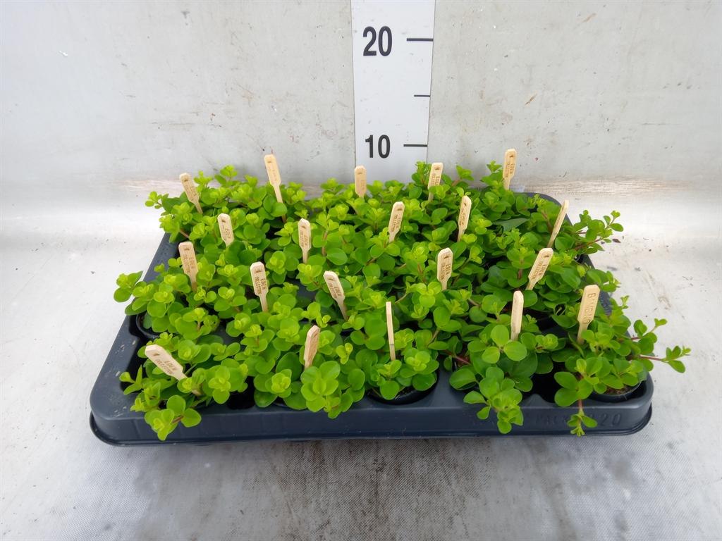 Горшечные цветы и растения оптом Peperomia Rotundifolia от 20шт (для телеги) из Голландии с доставкой по России Горшечные цветы и растения оптом Peperomia Rotundifolia от 20шт (для телеги) из Голландии с доставкой по России