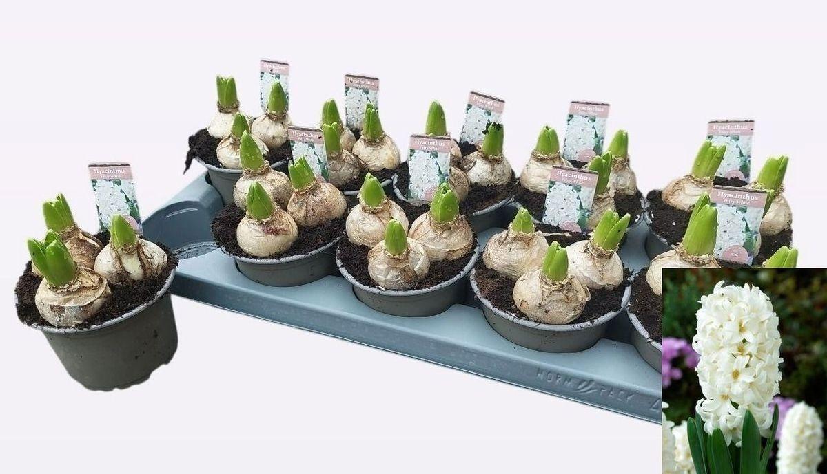 Горшечные цветы и растения оптом Hyacin Fairy White от 10шт из Голландии с доставкой по России