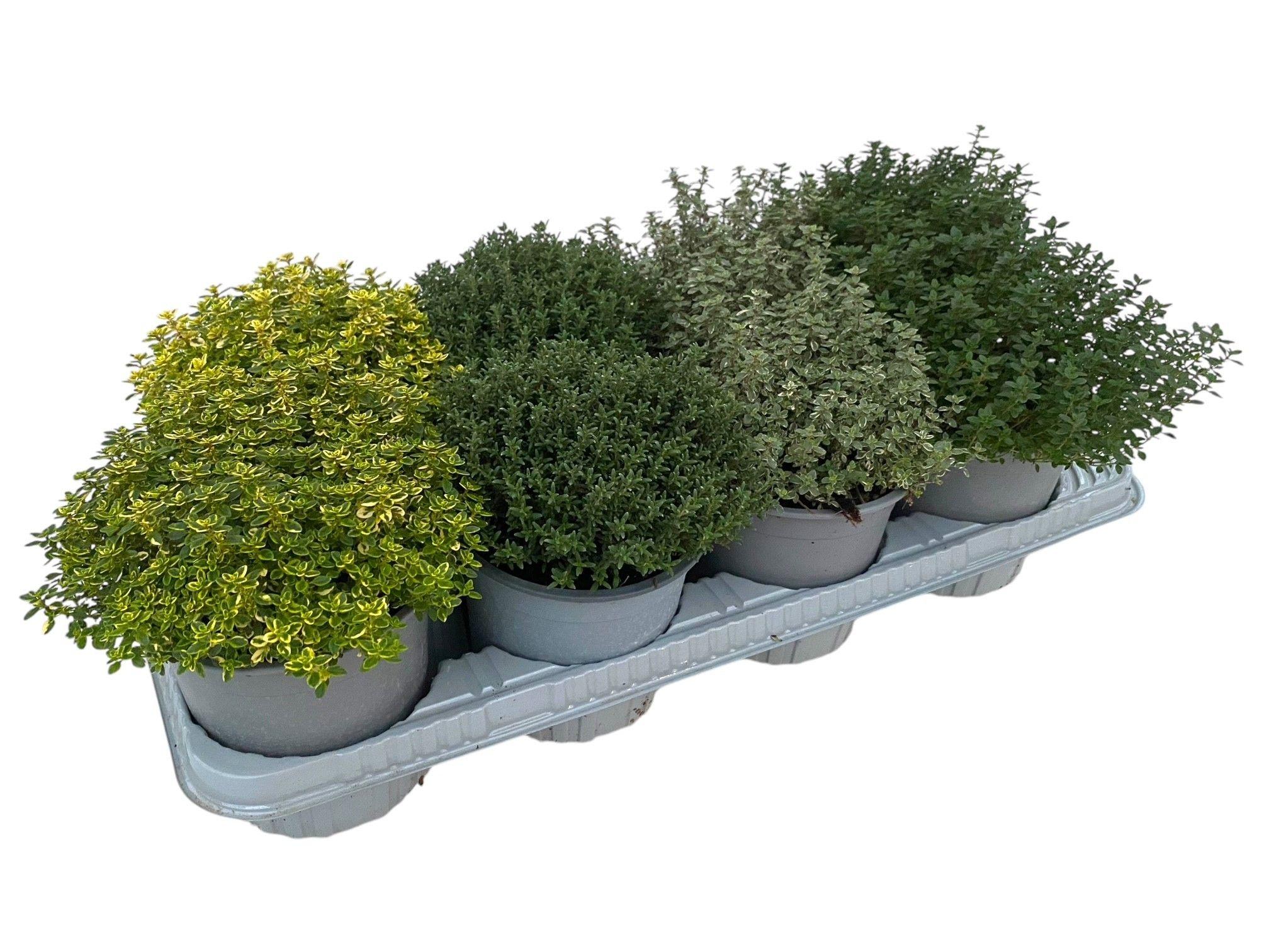 Горшечные цветы и растения оптом Thymus Mix от 8шт из Голландии с доставкой по России Горшечные цветы и растения оптом Thymus Mix от 8шт из Голландии с доставкой по России